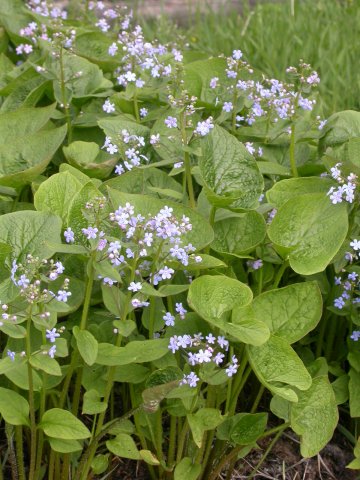 brunnera sibirica